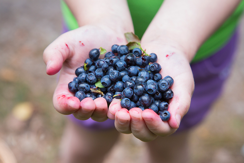 Een handje blauwe bessen